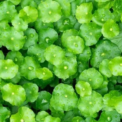 Centella asiatica